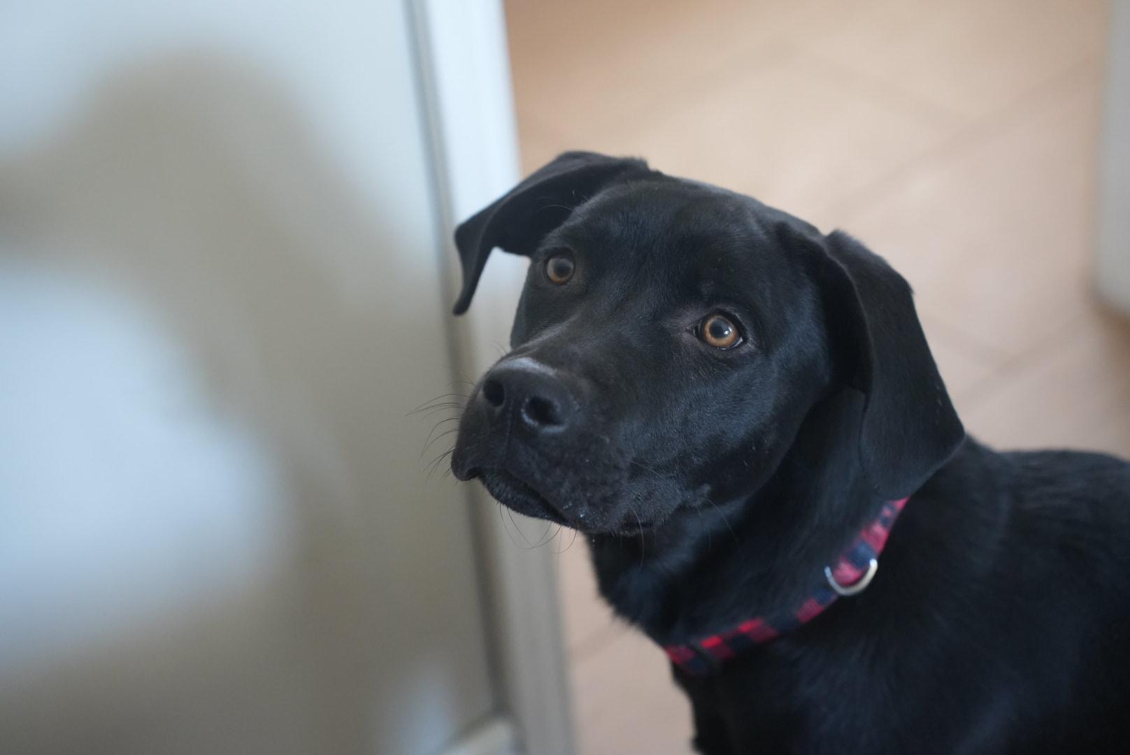 Kirk, a ADOPTABLE Black Labrador Retriever in Guelph, ON image 5/5