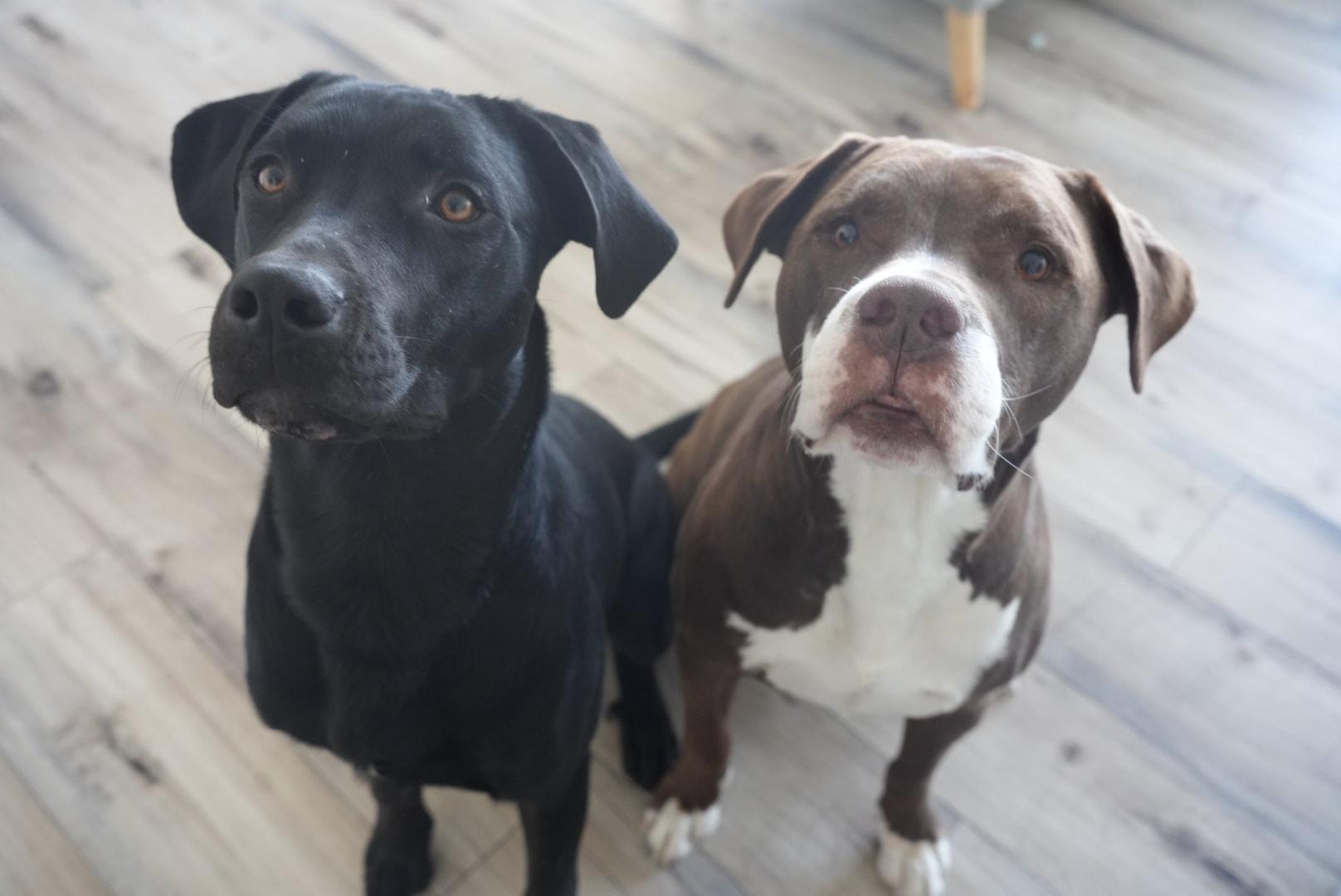 Kirk, a ADOPTABLE Black Labrador Retriever in Guelph, ON image 3/5