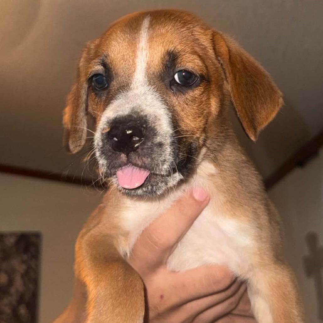 Terrence, Adoptable, Puppy Male Boxer.