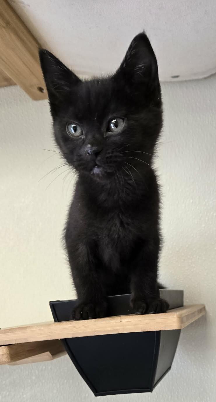 Enlarge Gene, an adopted Domestic Short Hair in Larned, KS image 1/2