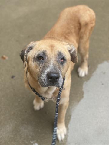 Enlarge CINNAMON, a Adoptable mixed breed in Dayton, OH image 1/1