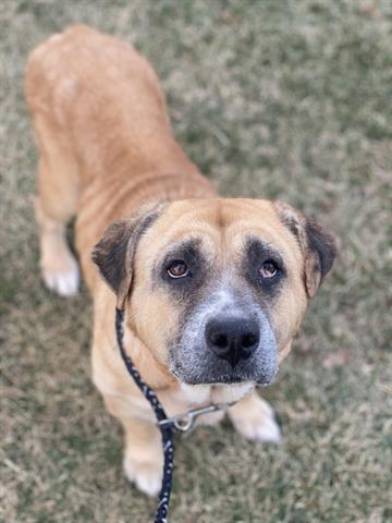 CINNAMON, Adoptable, Adult Female Labrador Retriever & Mixed Breed.