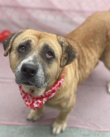 CINNAMON, Adoptable, Adult Female Labrador Retriever & Mixed Breed.