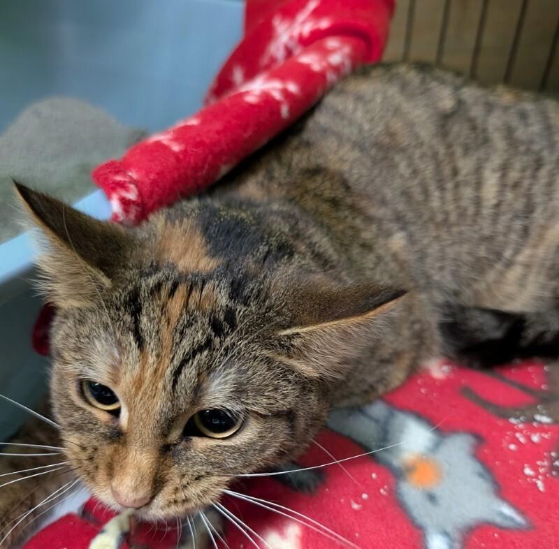 Indica, Adoptable, Young Female Domestic Short Hair.