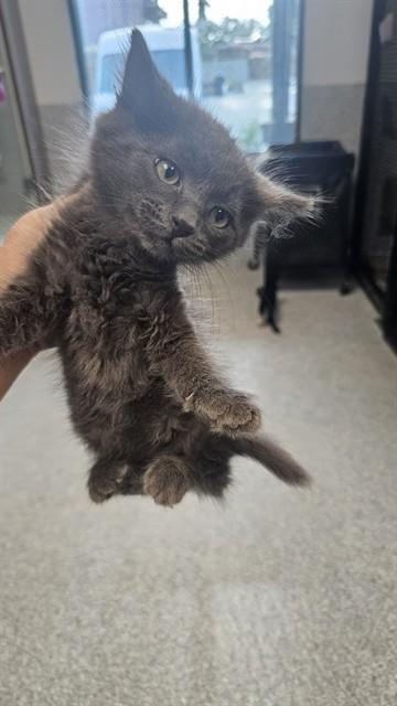 SNAPPER, Adoptable, Kitten Male Domestic Long Hair.