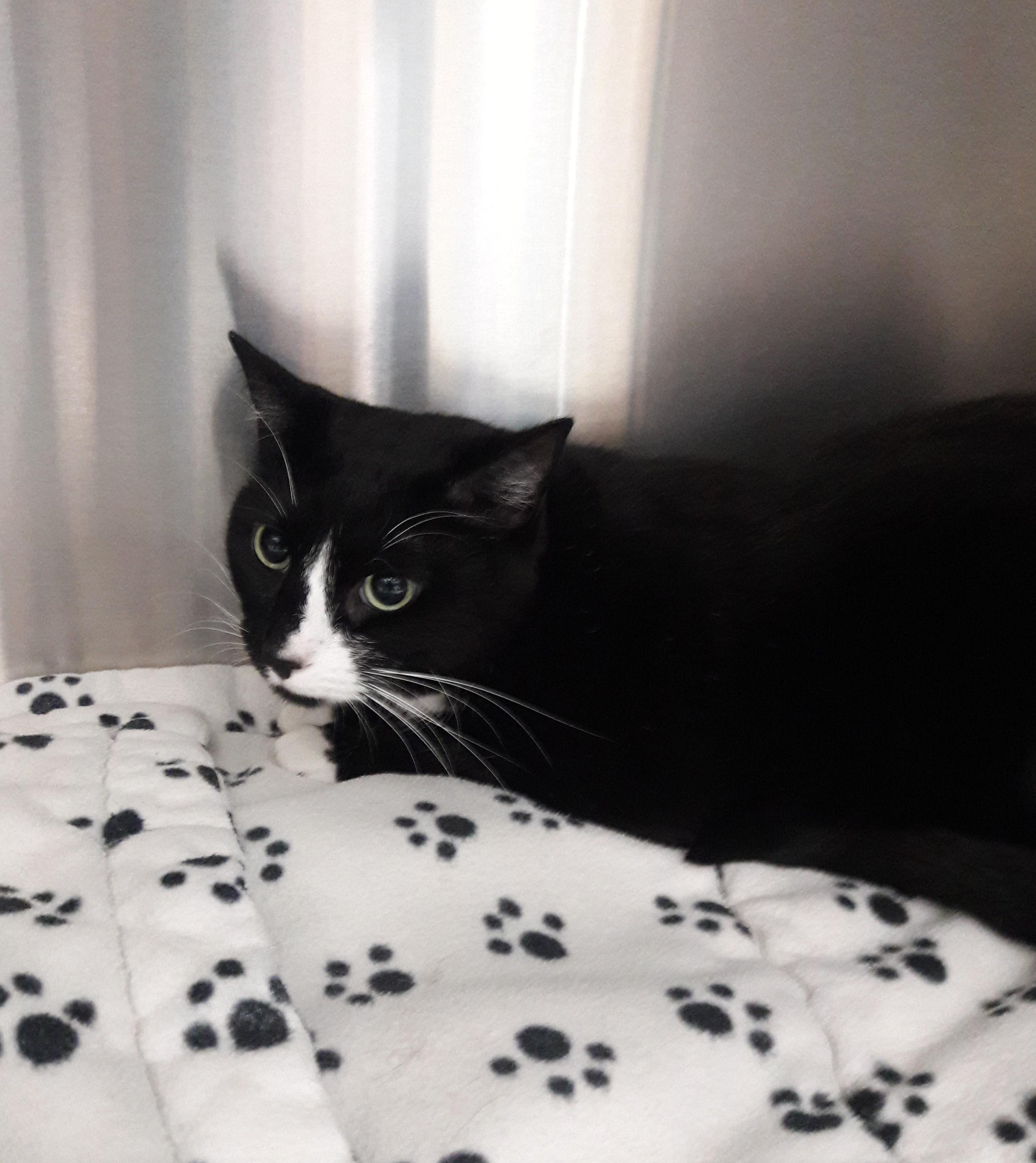 Love, ADOPTABLE, Adult Female Domestic Short Hair.