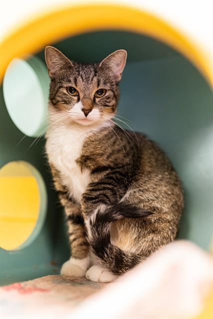 CLAWDIA PURRPANTS, Adoptable, Young Female Domestic Short Hair.