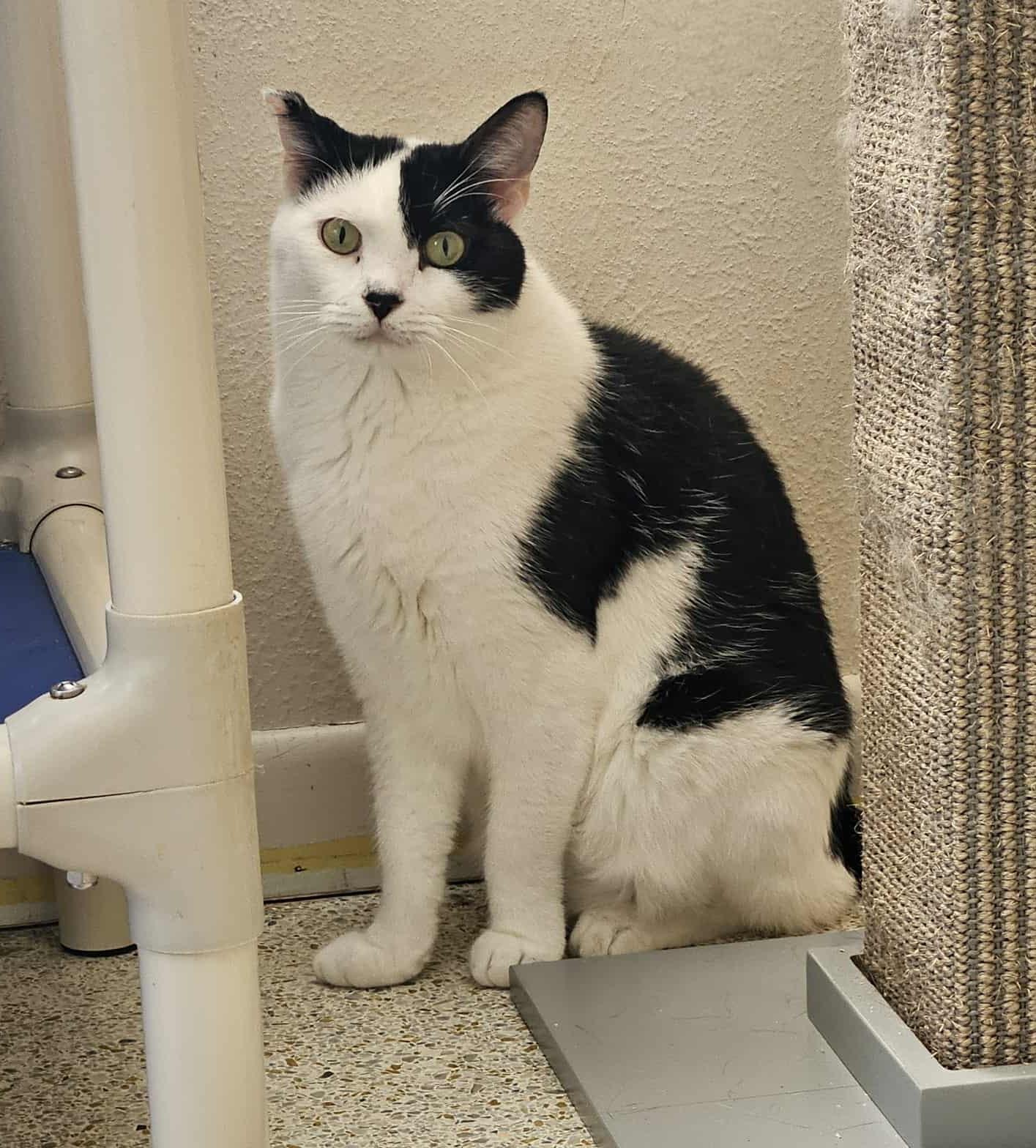 ZANE, Adoptable, Adult Male Domestic Short Hair & Tuxedo.