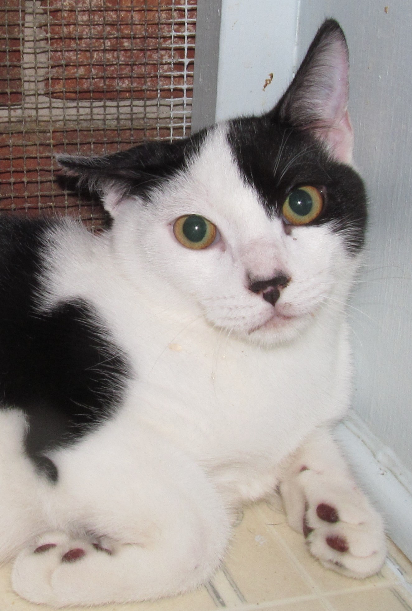 ZANE, a Adoptable mixed breed in Crystal River, FL image 4/6