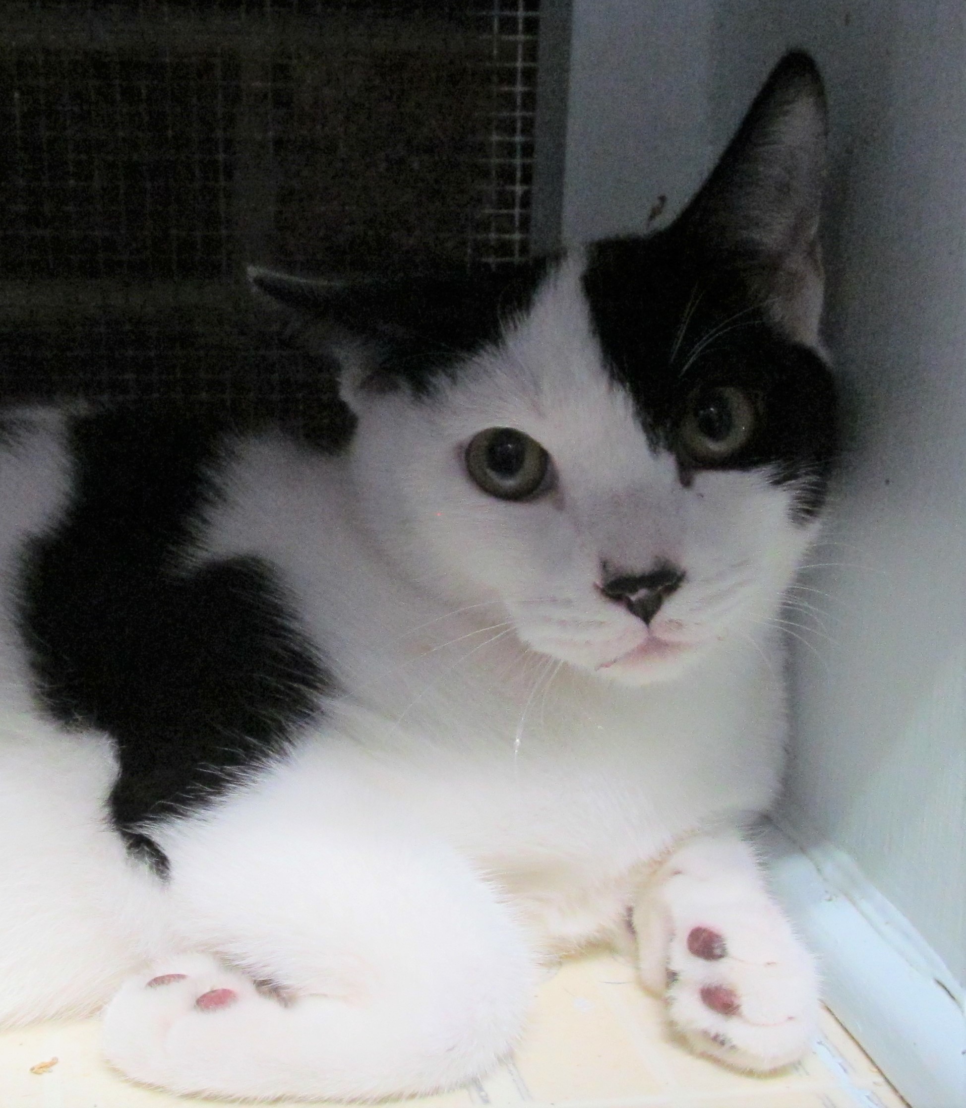 ZANE, a Adoptable mixed breed in Crystal River, FL image 5/6