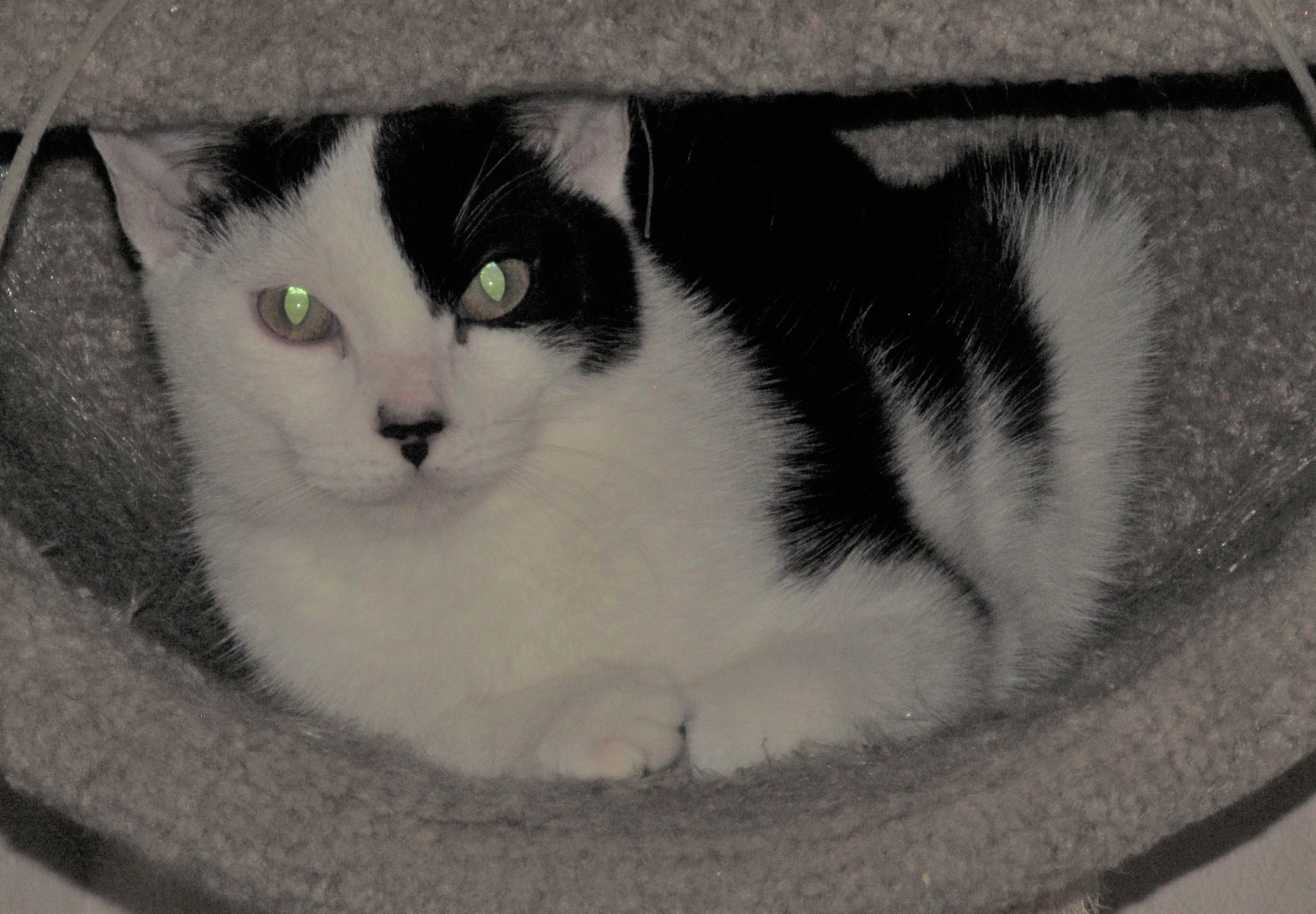 ZANE, a Adoptable mixed breed in Crystal River, FL image 6/6