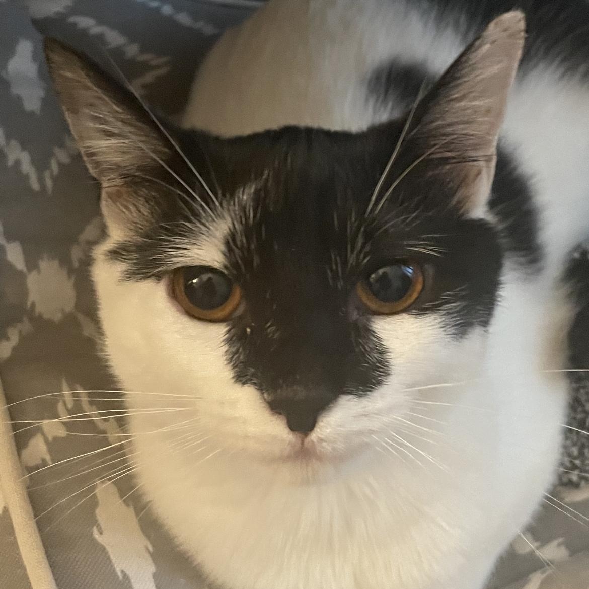 Amanda, Adoptable, Adult Female Domestic Short Hair.