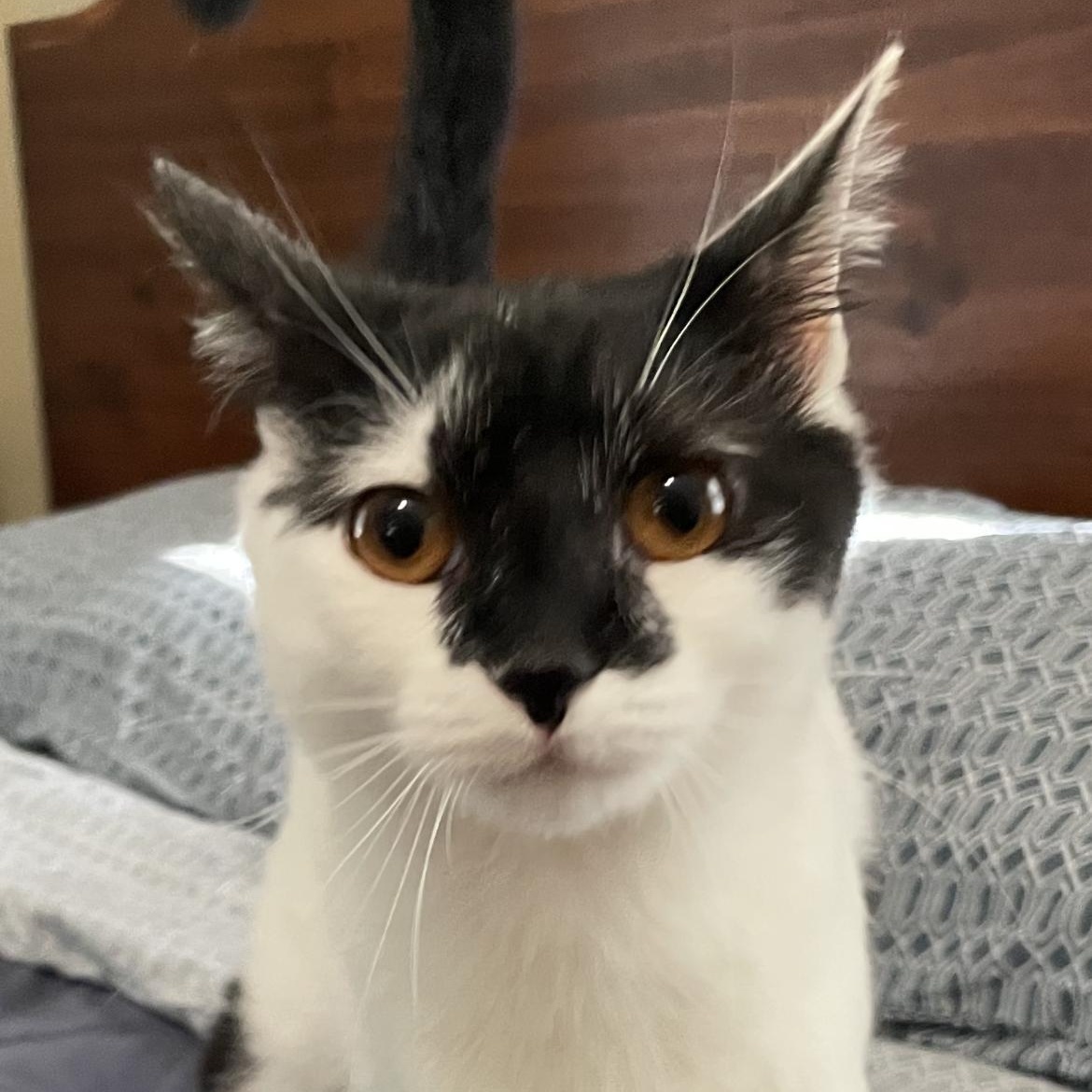 Amanda, a Adoptable Domestic Short Hair in Aurora, IL image 2/3