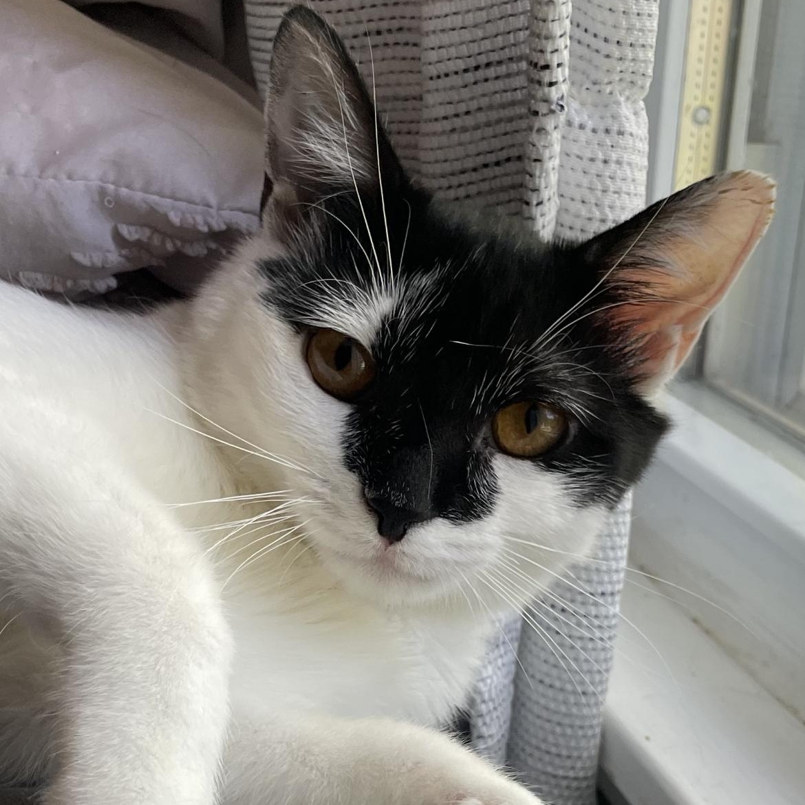 Amanda, a Adoptable Domestic Short Hair in Aurora, IL image 3/3