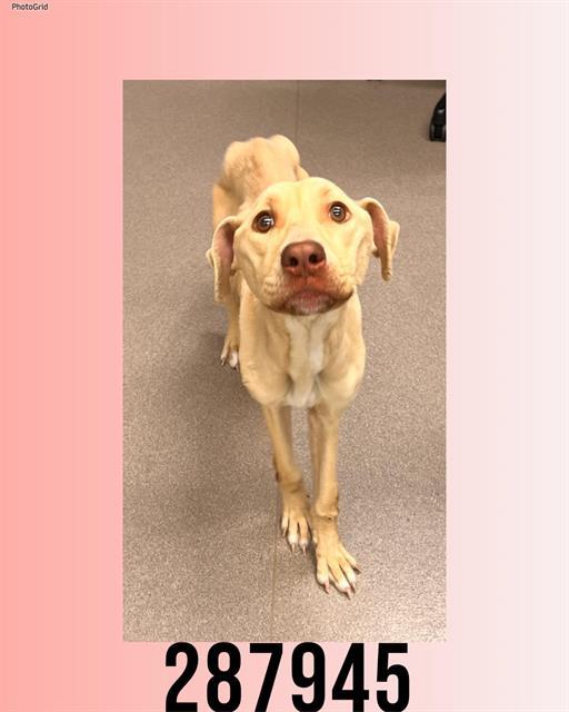 SUNNY, Adoptable, Young Female Labrador Retriever & Mixed Breed.