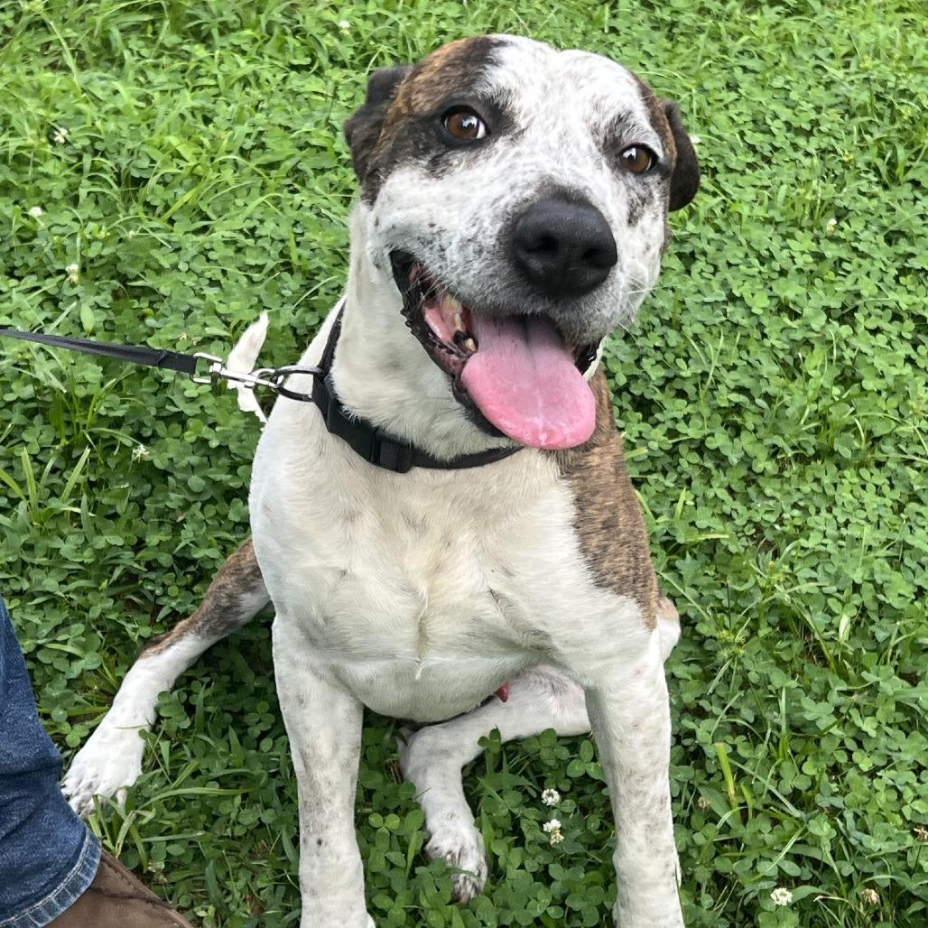 Tank, Adoptable, Senior Male Pit Bull Terrier.