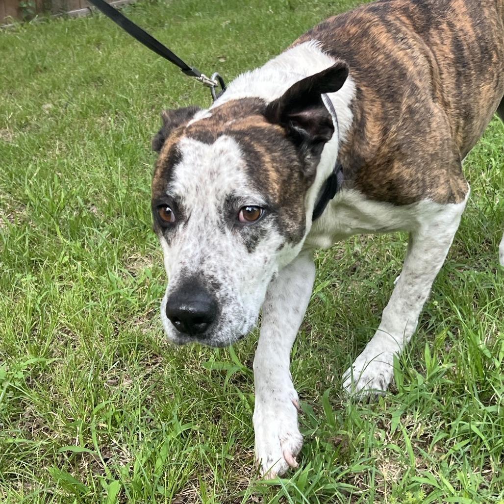 Tank, a Adoptable Pit Bull Terrier in Sand Springs, OK image 2/6