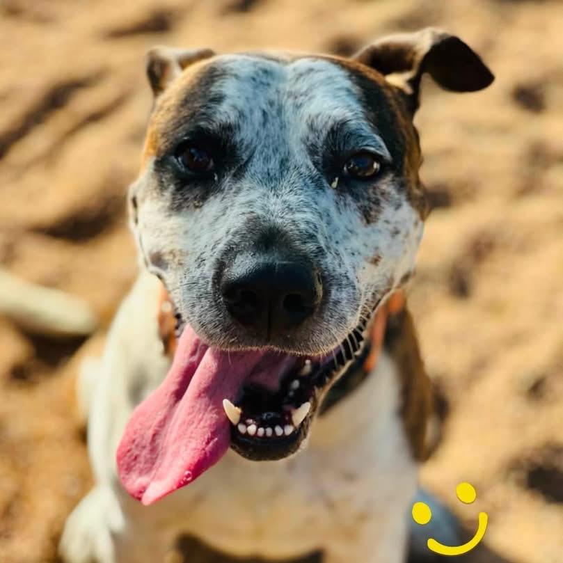 Tank, a Adoptable Pit Bull Terrier in Sand Springs, OK image 3/6