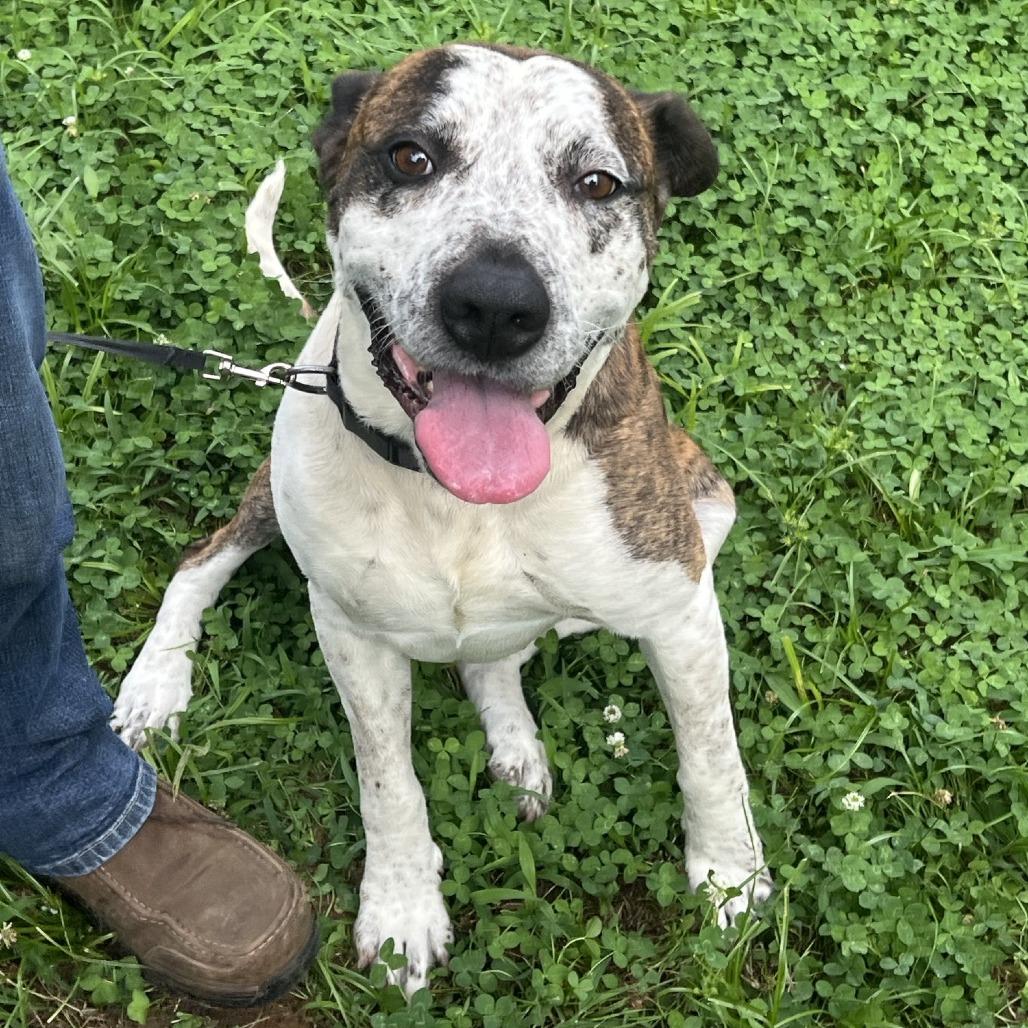 Tank, a Adoptable Pit Bull Terrier in Sand Springs, OK image 3/6