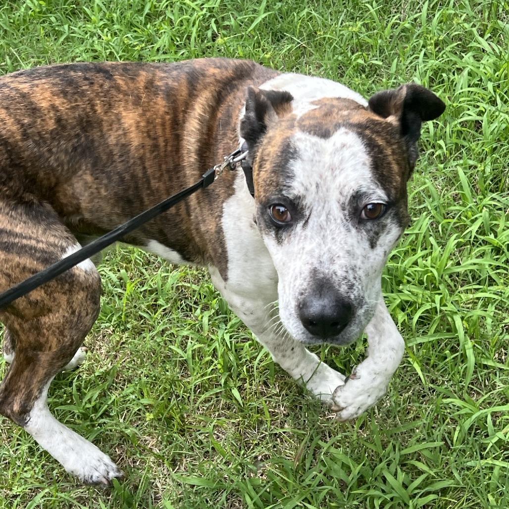 Tank, a Adoptable Pit Bull Terrier in Sand Springs, OK image 4/6