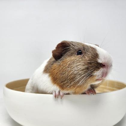 Dinky, a Adoptable Guinea Pig in Largo, FL image 1/3