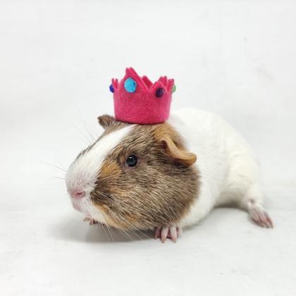 Dinky, a Adoptable Guinea Pig in Largo, FL image 3/3