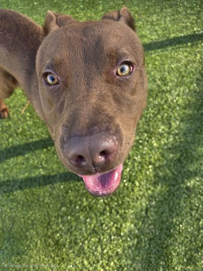 Enlarge Gage, a Adoptable mixed breed in Savannah, GA image 2/2