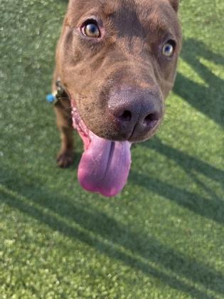 Enlarge Gage, a Adoptable mixed breed in Savannah, GA image 2/2