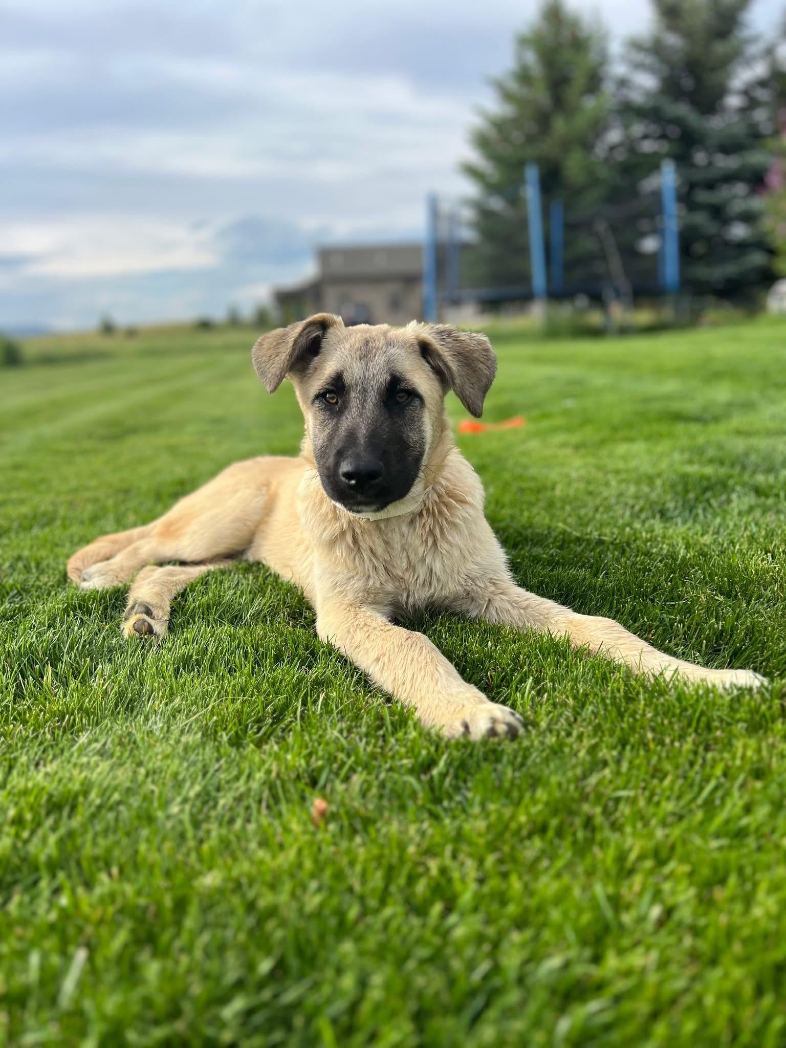 Stone, an adoptable Mixed Breed in Wilsall, MT, 59086 | Photo Image 1