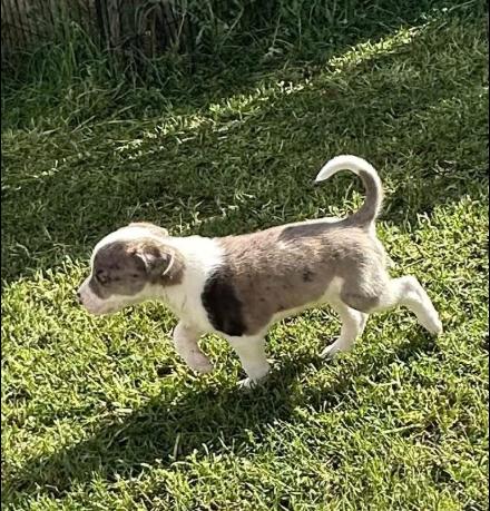 Enlarge Samoa, an adopted mixed breed in Mesa, AZ image 3/3