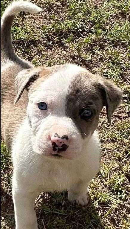 Enlarge Samoa, an adopted mixed breed in Mesa, AZ image 1/3