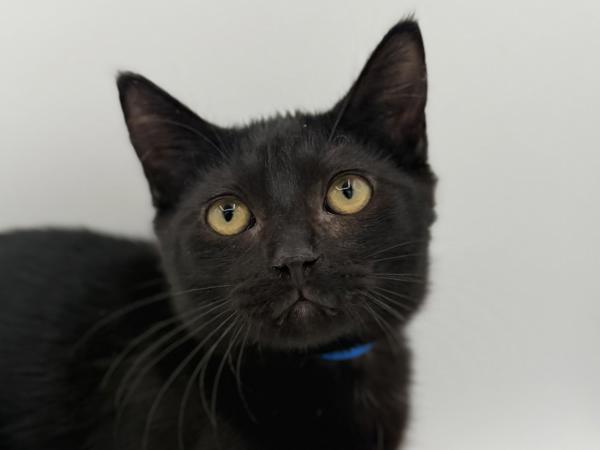 Enlarge Trunk, a Adoptable mixed breed in Portland, OR image 1/1