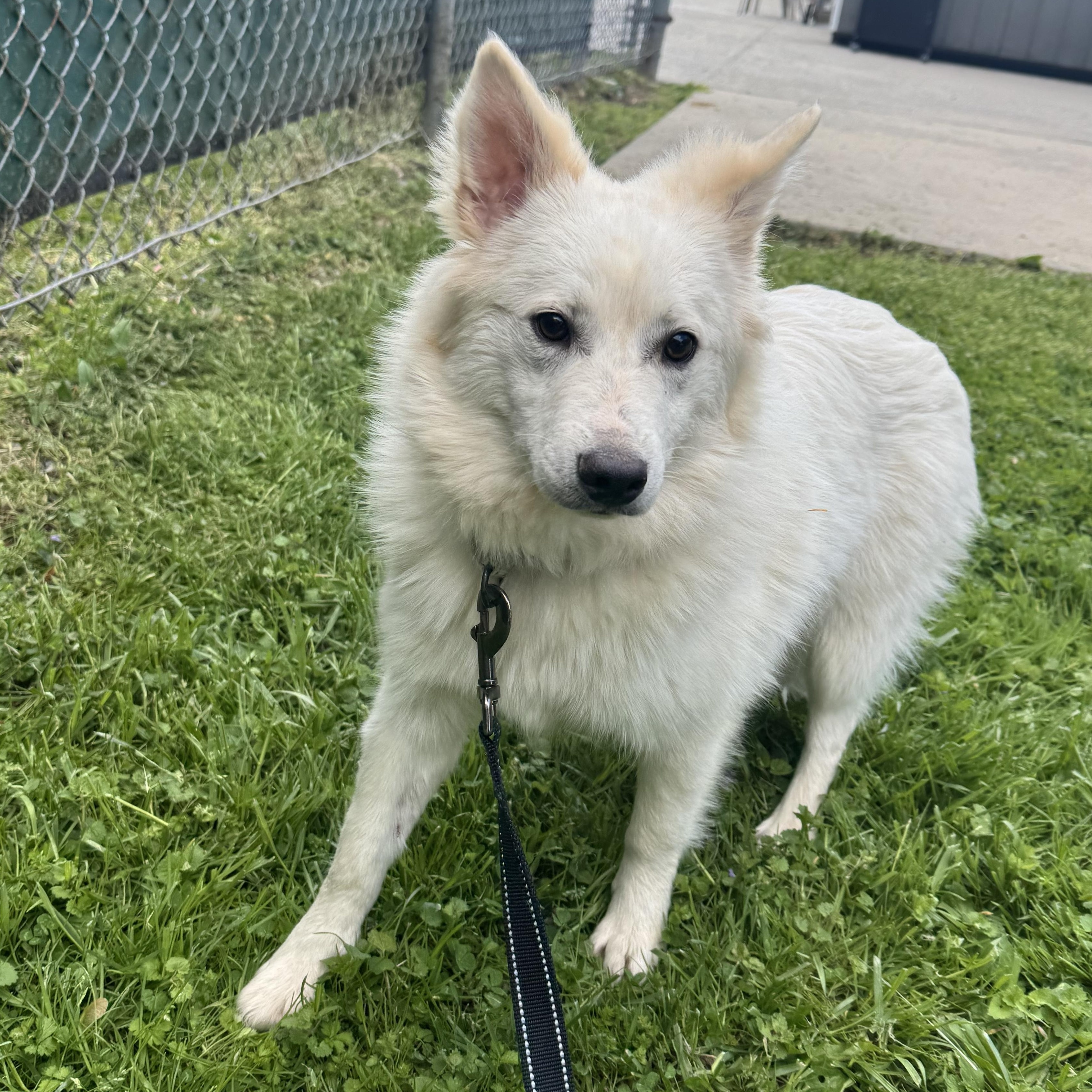 Enlarge Frozone, a ADOPTABLE mixed breed in Reisterstown, MD image 1/1