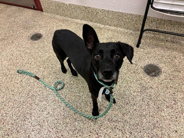 BRODY, Adoptable, Adult Male Terrier & Mixed Breed.