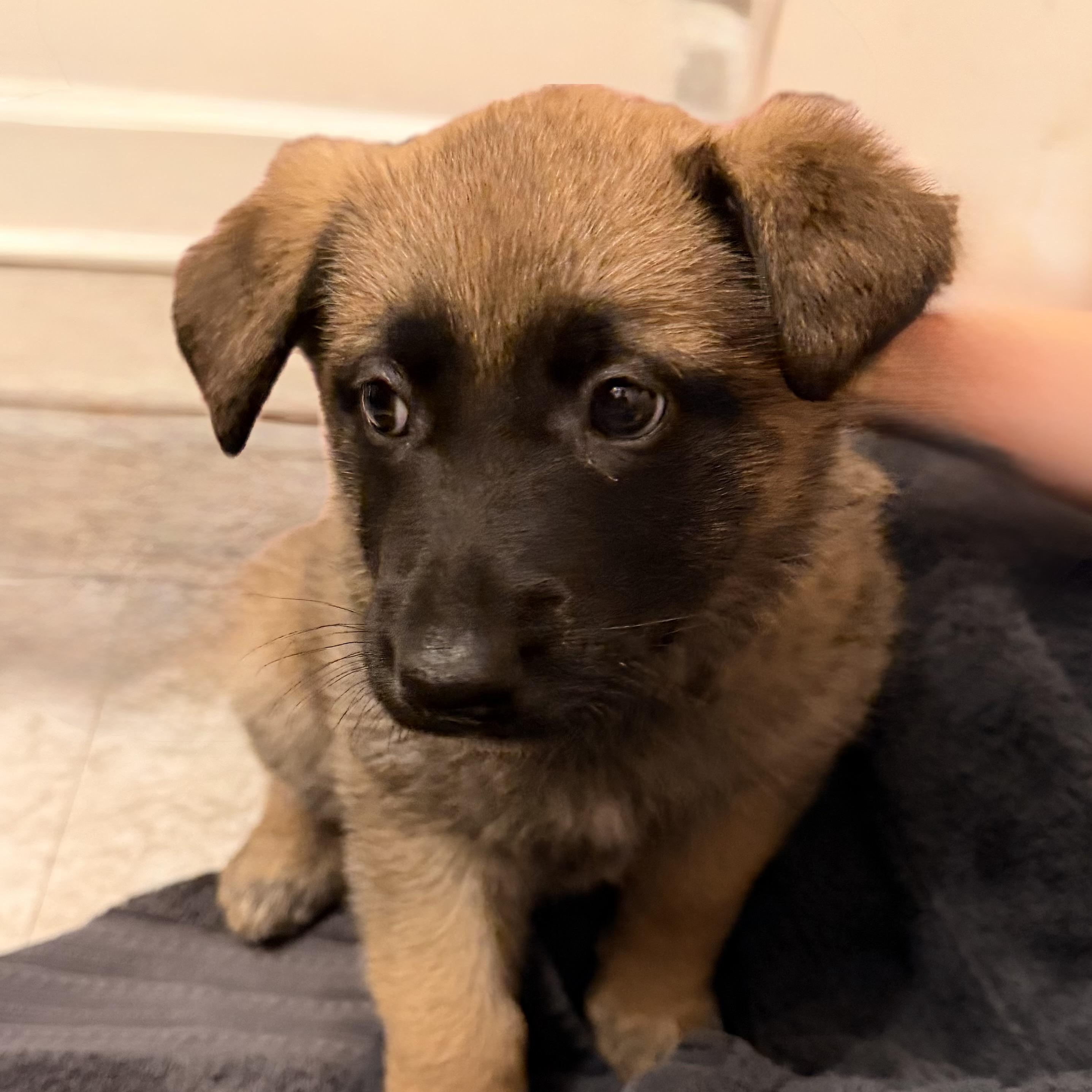 Lola, adopted, Puppy Female Belgian Shepherd / Malinois.