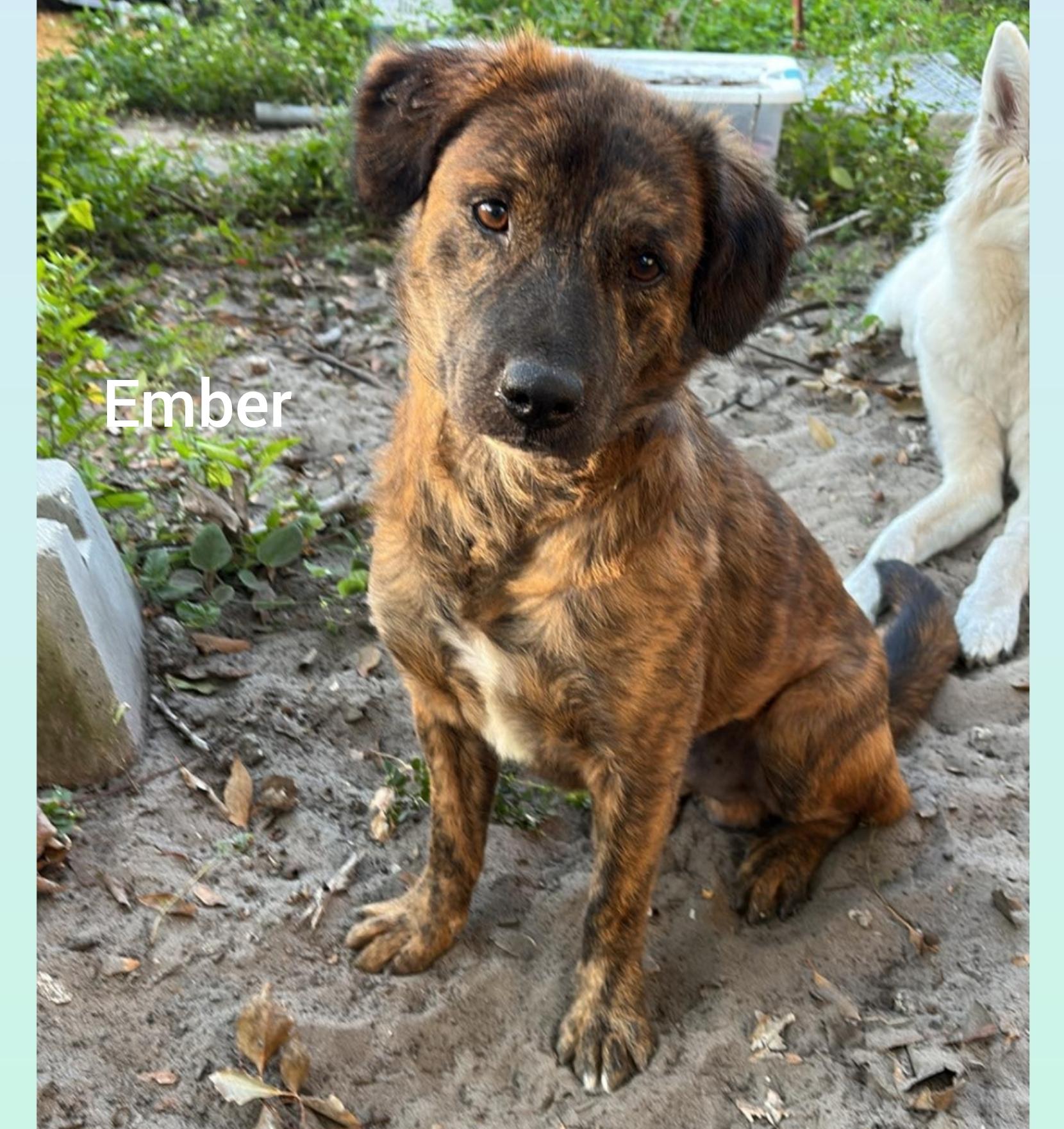 Ember ( Orlando, FL)
