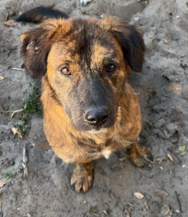 Ember ( Orlando, FL)