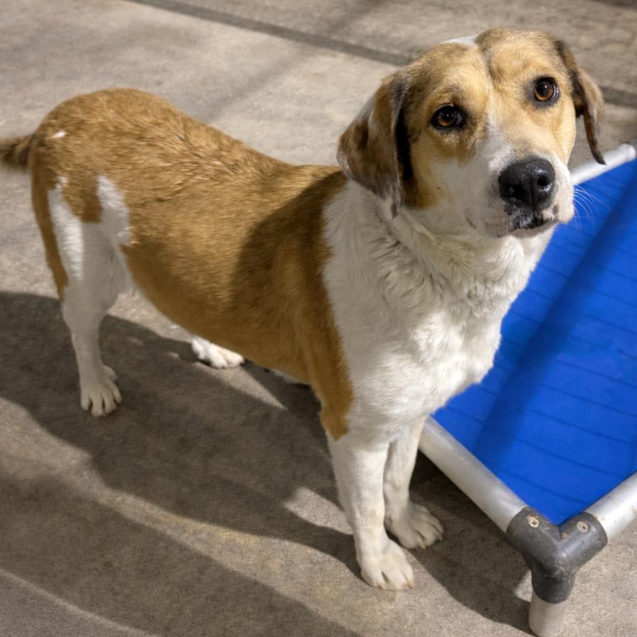 Enlarge Suzie, a Adoptable mixed breed in Tulsa, OK image 1/1