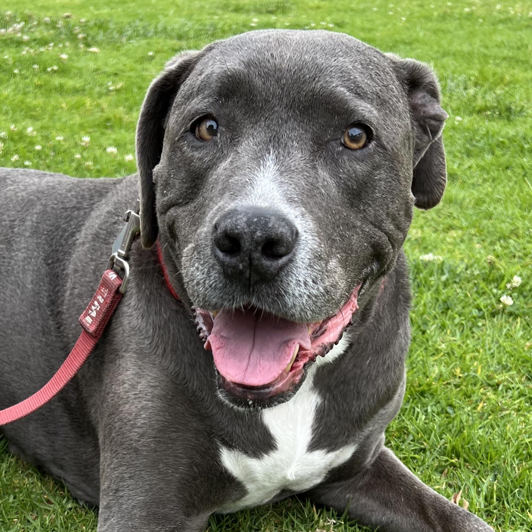 Charlie, Adopted, Senior Male Pit Bull Terrier & American Staffordshire Terrier.