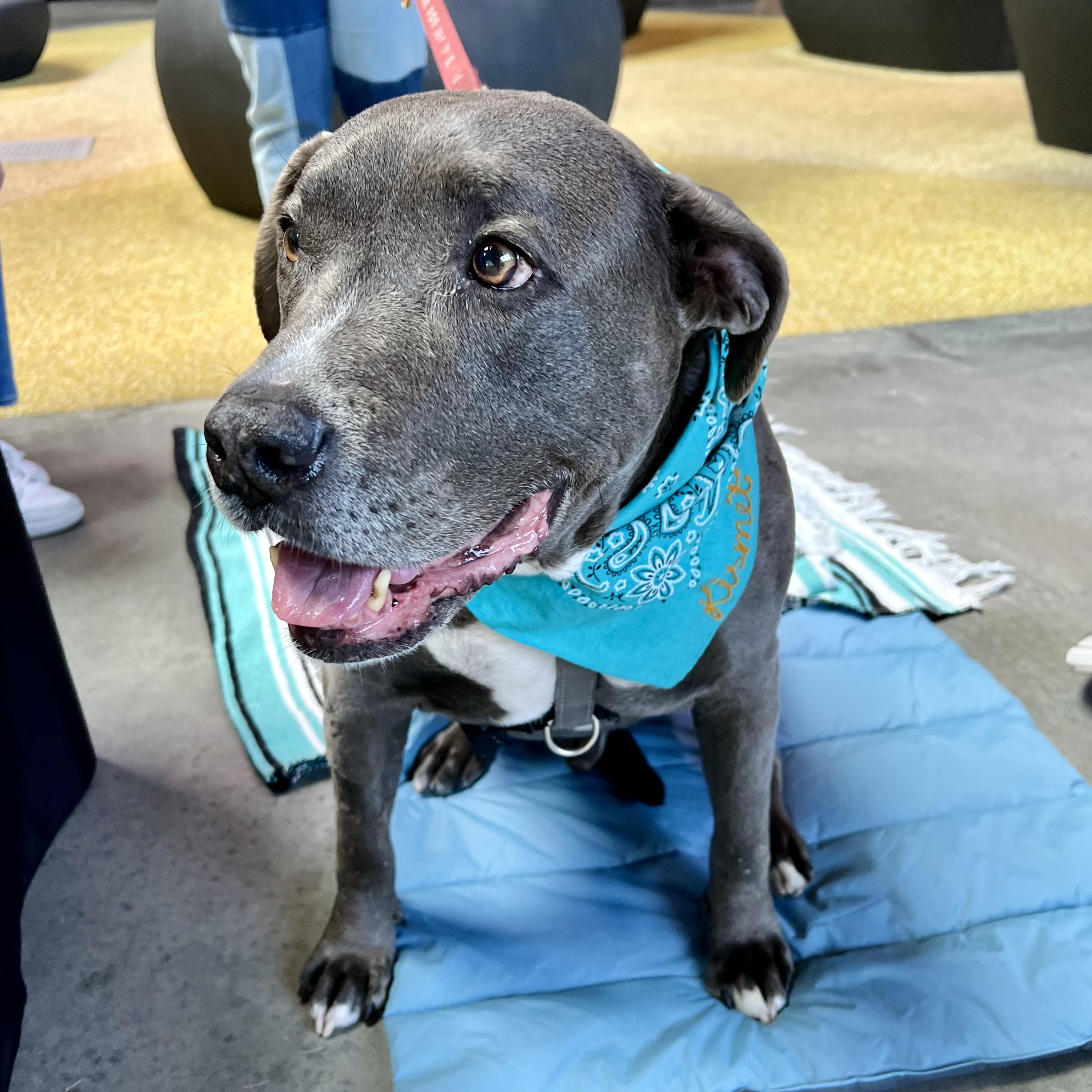 Charlie, a Adopted mixed breed in Long Beach, CA image 2/3