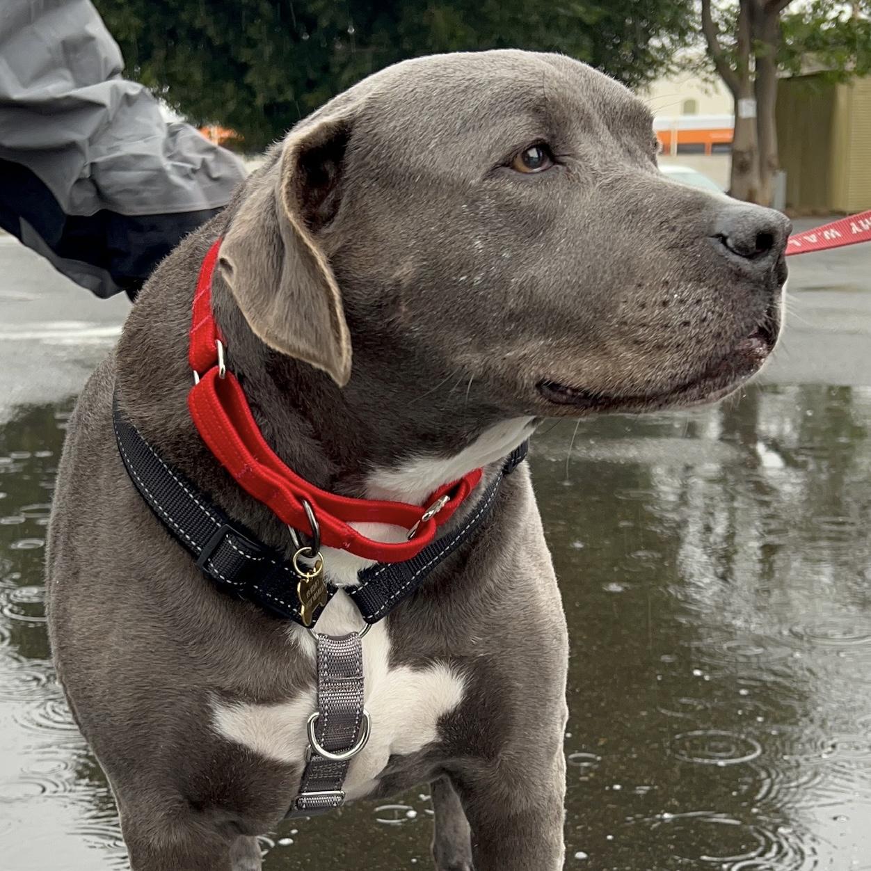 Charlie, a Adopted mixed breed in Long Beach, CA image 3/3