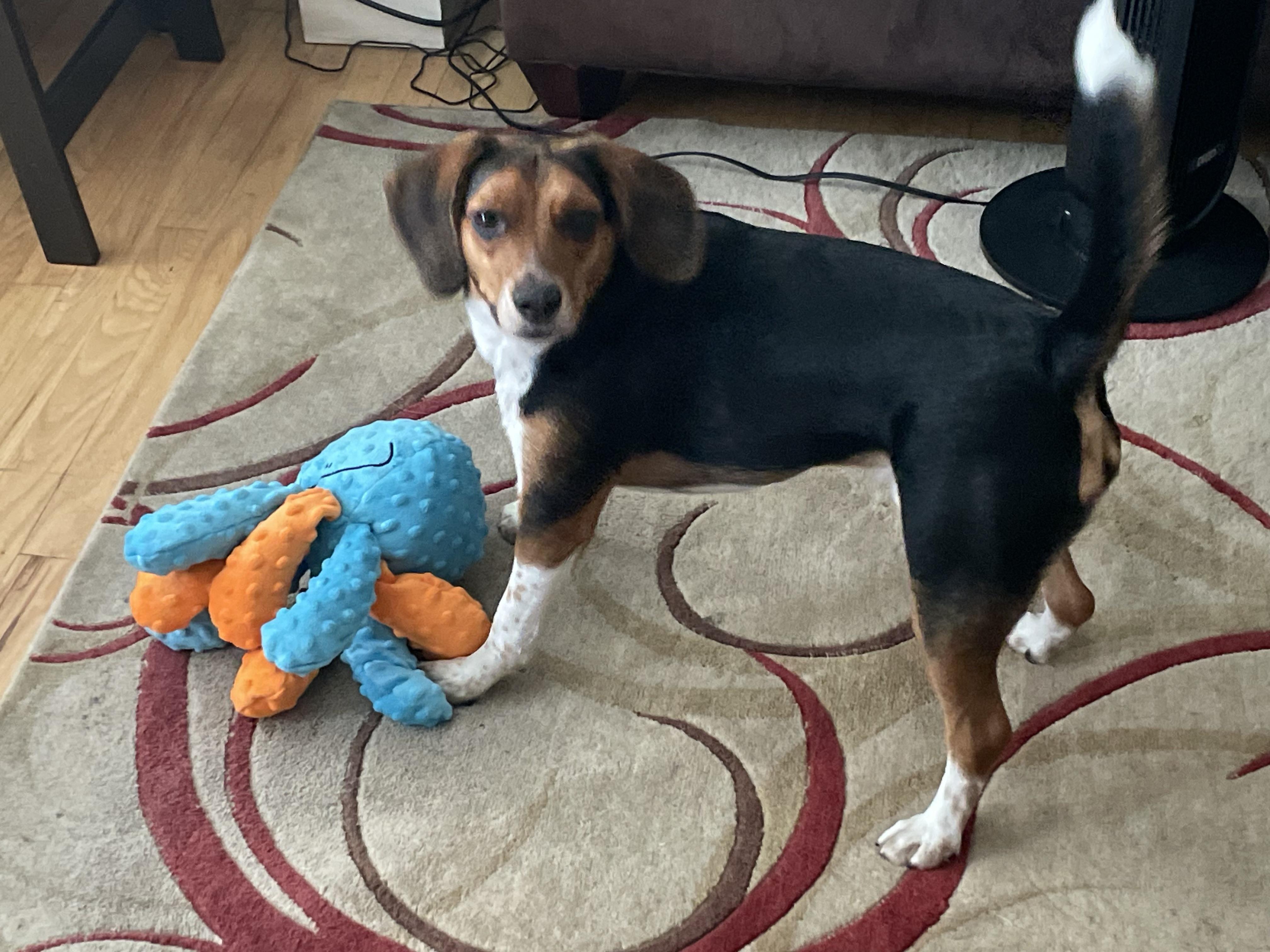 Benji, Adoptable, Adult Male Beagle & Basset Hound.