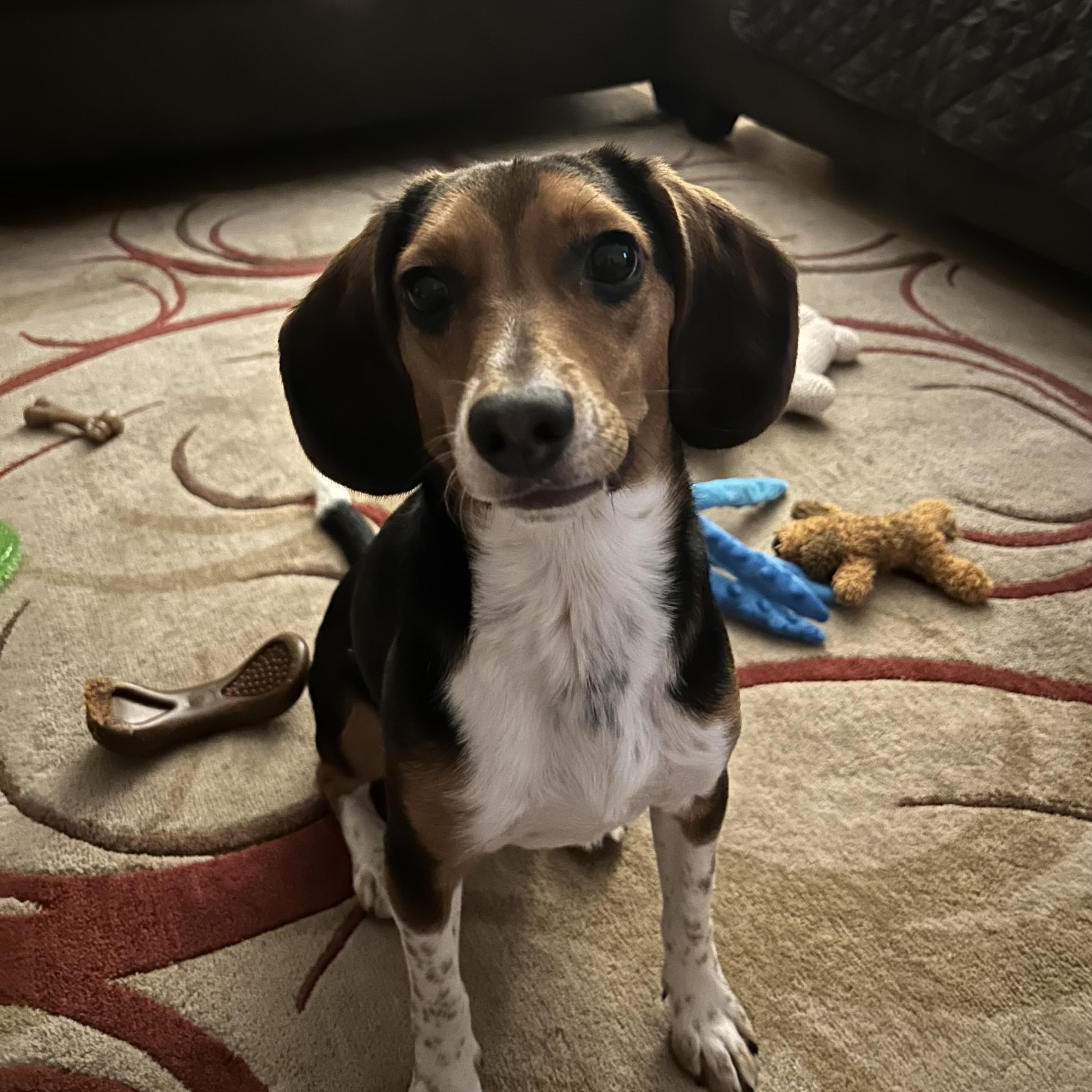 Enlarge Benji, a Adoptable mixed breed in Newfoundland, NJ image 2/4