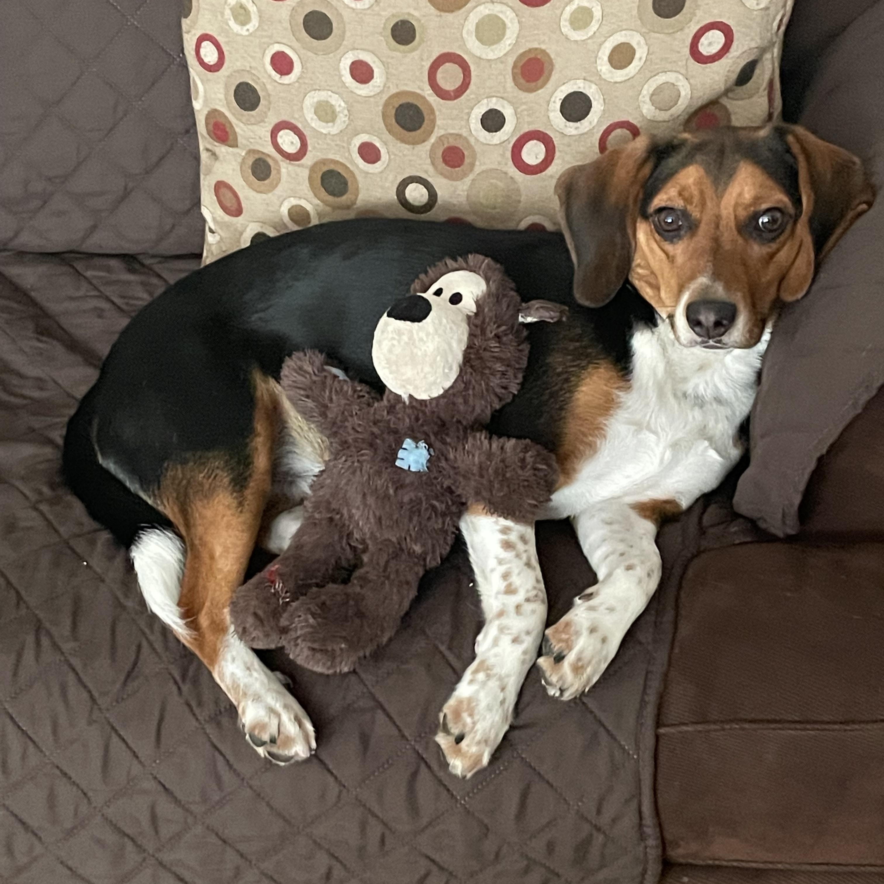 Enlarge Benji, a Adoptable mixed breed in Newfoundland, NJ image 3/4