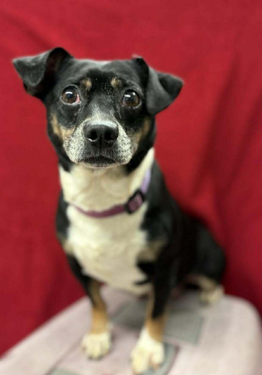 Dottie, a ADOPTABLE mixed breed in Grants Pass, OR image 1/2