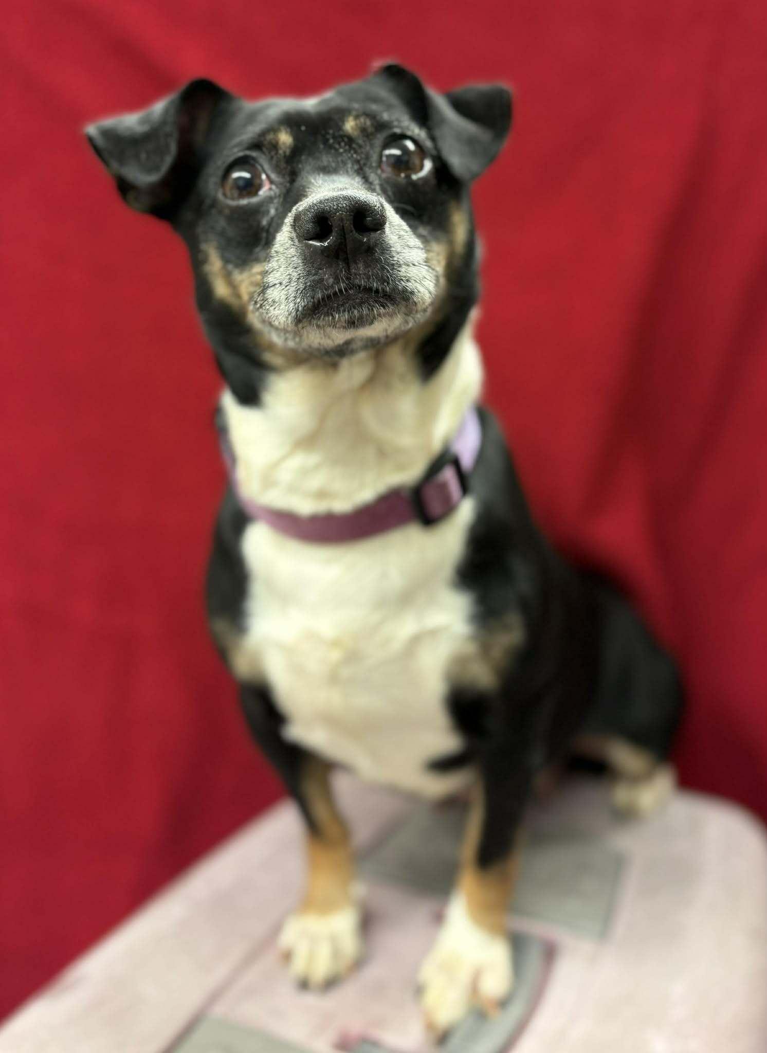 Dottie, a ADOPTABLE mixed breed in Grants Pass, OR image 2/2