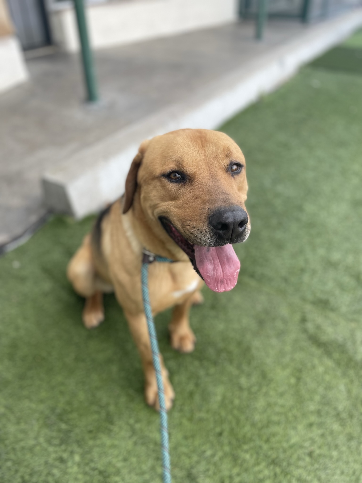Enlarge Junior, a Adoptable mixed breed in Canoga Park, CA image 6/9