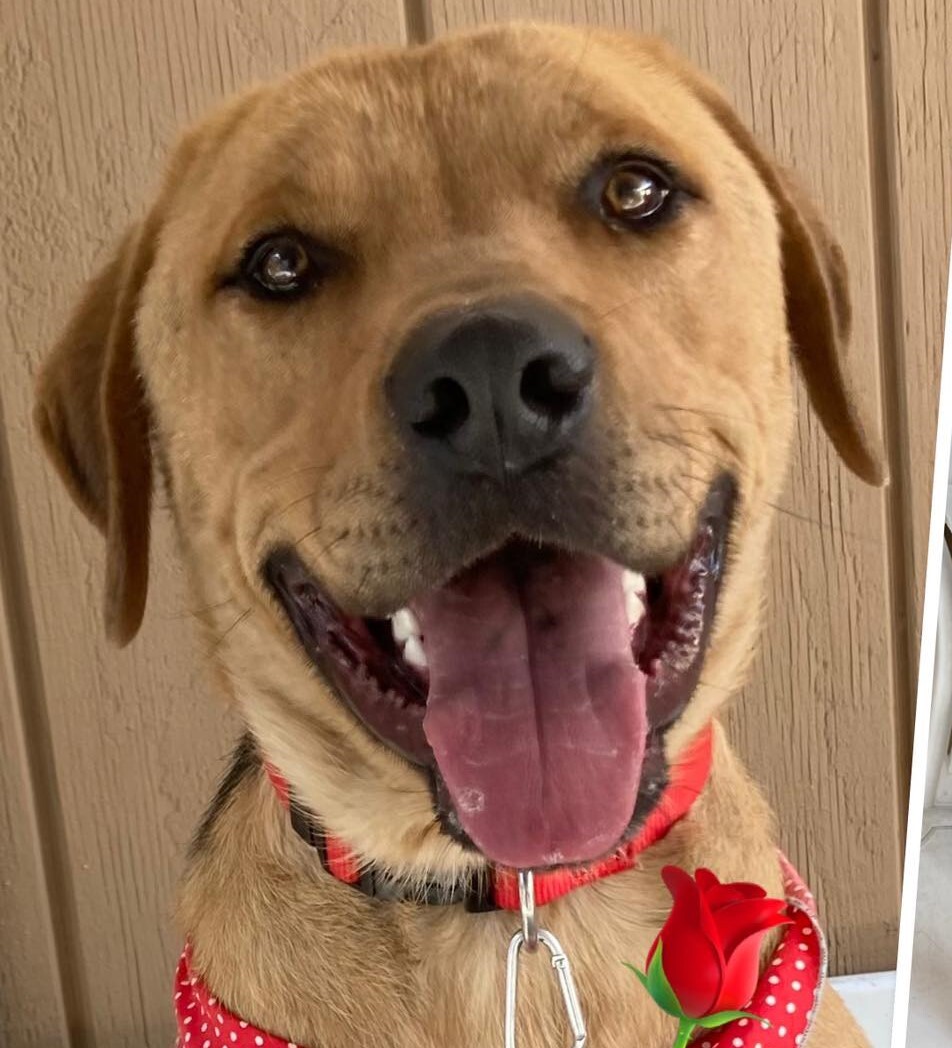 Junior, Adoptable, Adult Male Labrador Retriever & Hound.