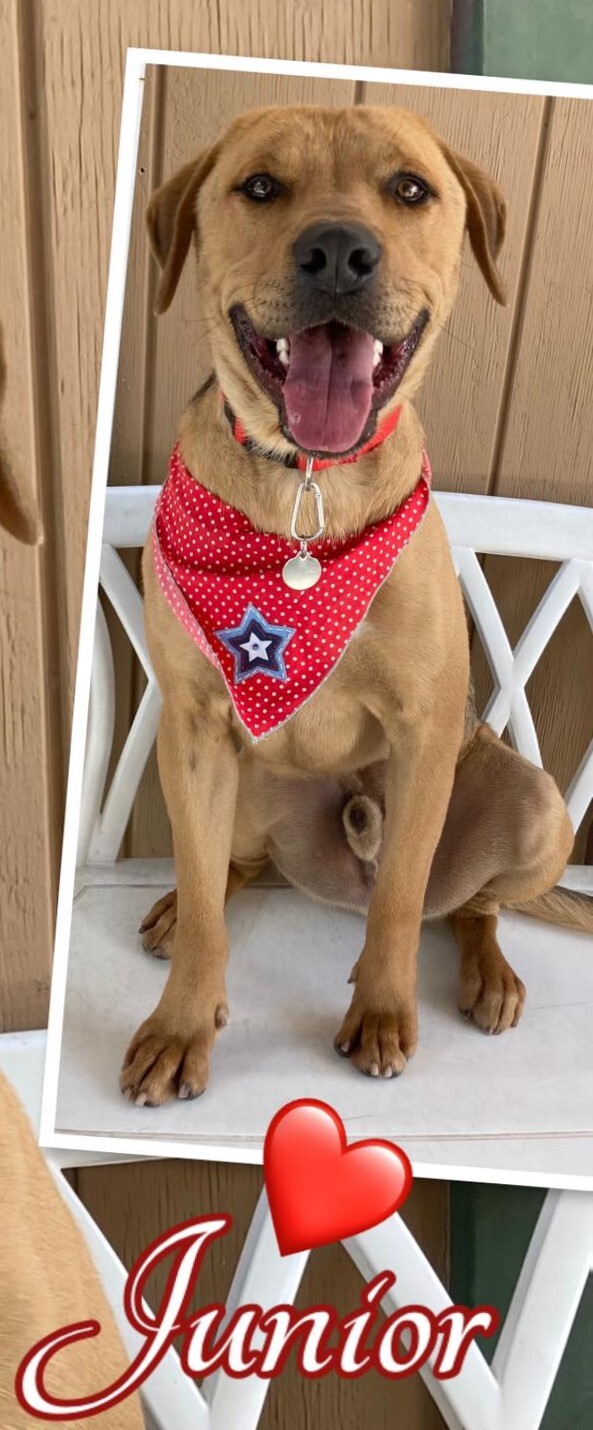 Enlarge Junior, a Adoptable mixed breed in Canoga Park, CA image 7/9