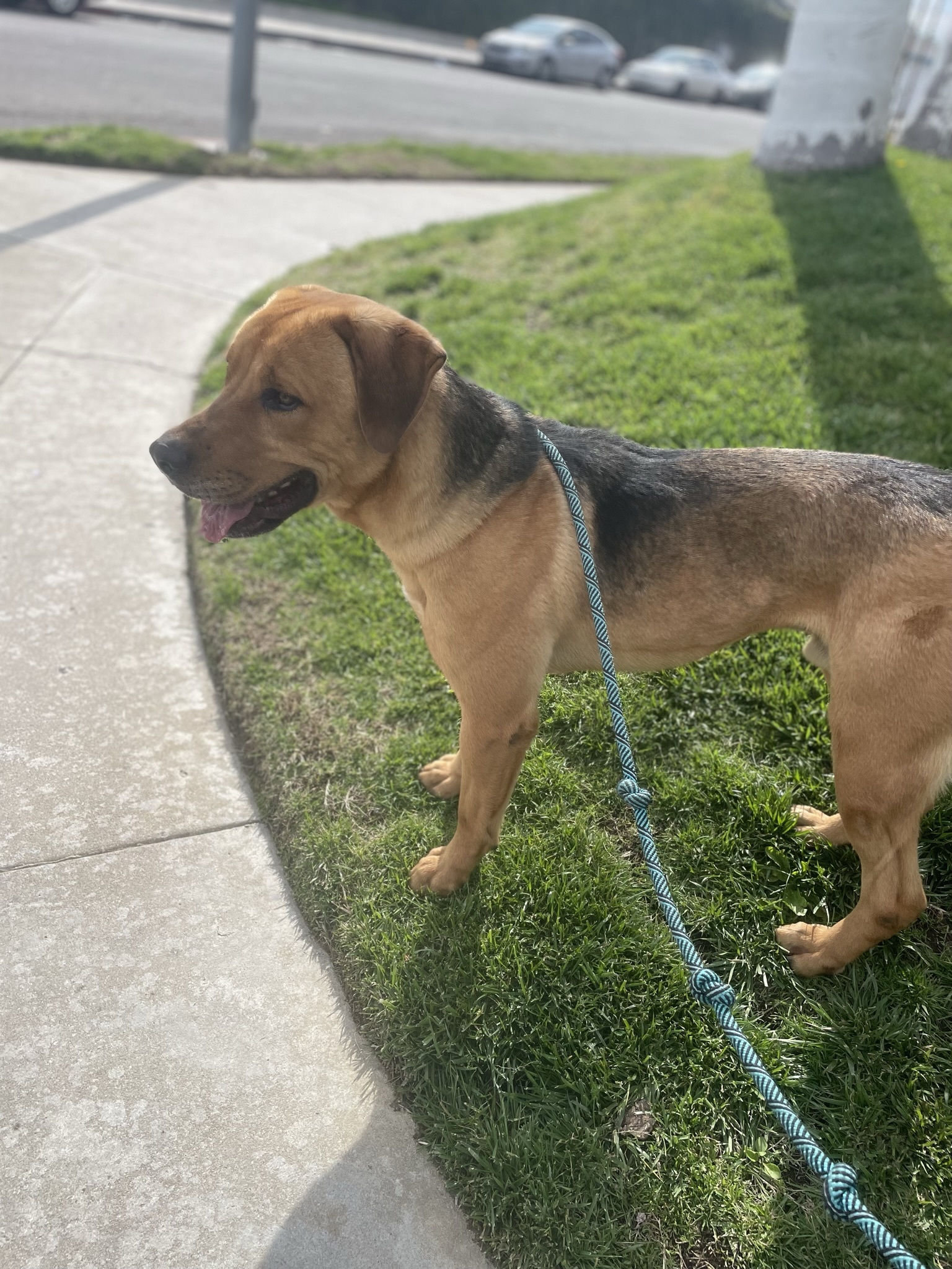 Enlarge Junior, a Adoptable mixed breed in Canoga Park, CA image 8/9